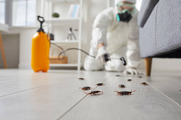 Commercial Rodent Management in Kings Bay Base